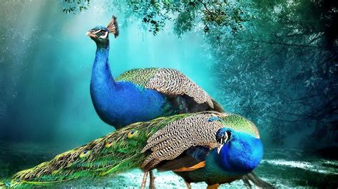 Beautiful Background Peacock Pair Hd Wallpaper Beautiful Beautiful Hd Photos Download 239863