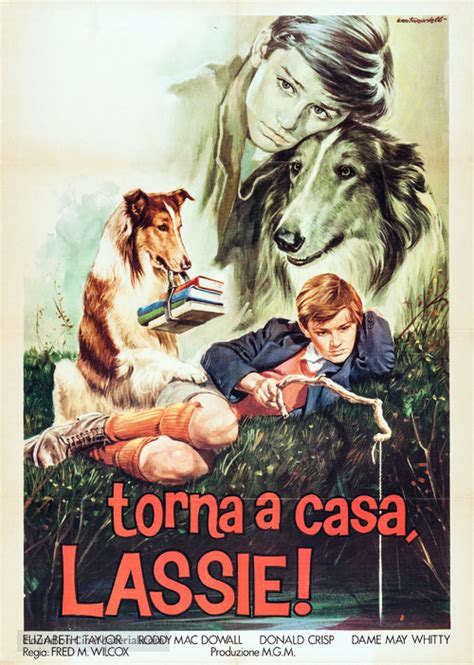 Lassie Come Home 1943 Italian Movie Poster