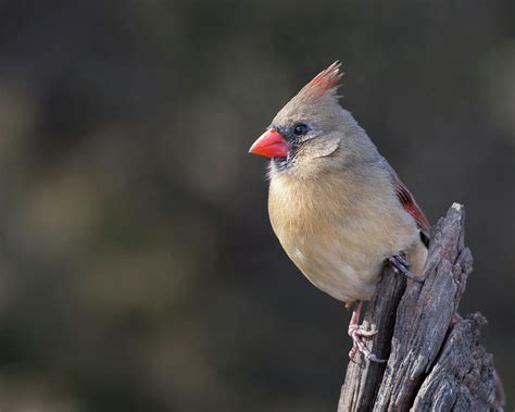 Ms Northern Cardinal Photograph By Larry Pacey Fine Art America