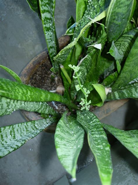 Thyme In A Bottle My Sansevieria Trifasciata Has Flower Buds