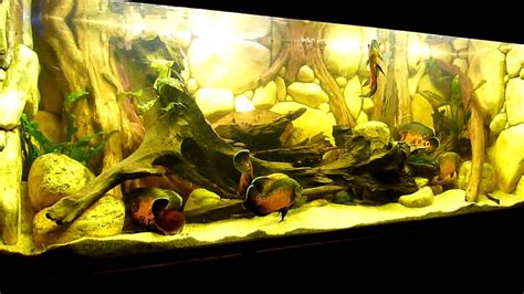 There is plenty of debate about the minimum size for an oscar tank. Amazone aquarium panaque fighting of oscar fish | Oscar ...