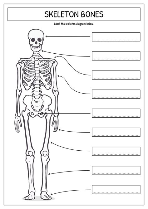 Human Skeleton Worksheet