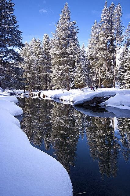 17 Best Images About Snow Covered Pines On Pinterest Christmas Trees
