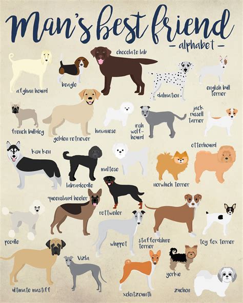 Abc Dog Breeds D Dog Bread