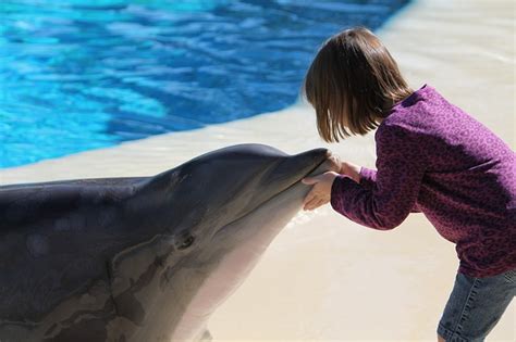 ¿por Qué Los Delfines Son Amigables Con Los Humanos