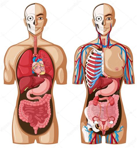 Human Anatomy Model With Different Systems — Stock Vector