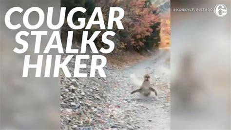 Viral Video Shows Cougar Stalking Utah Hiker In Terrifying 6 Minute Encounter Youtube