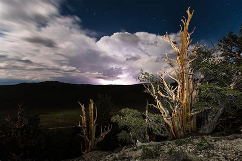Lightning Storm At The Bristlecone Pine Forest Photograph By Shaun