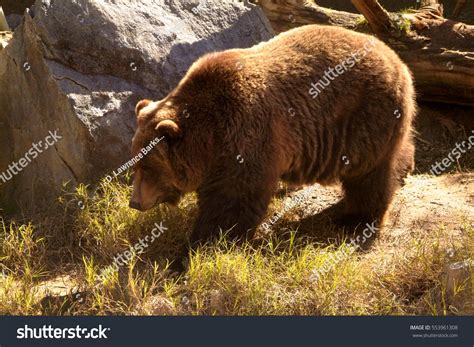 Grizzly Bear Zoo Habitat Foto De Stock 553961308 Shutterstock