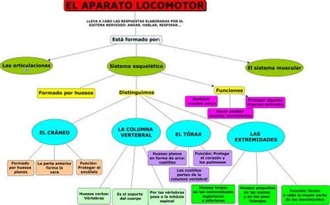 Cuadros Sinópticos Sobre El Aparato Locomotor Cuadro Comparativo