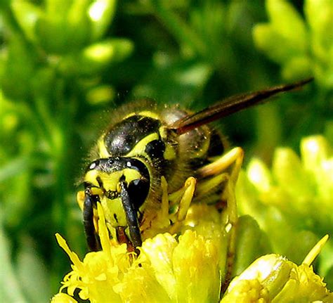 They also have a black body with dense yellow and black hairs on their head and thorax and a bald abdomen. Black Yellow Bee Big Antennas - Dolichovespula arenaria ...