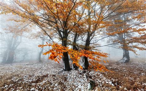 First Snow In Autumn Forest