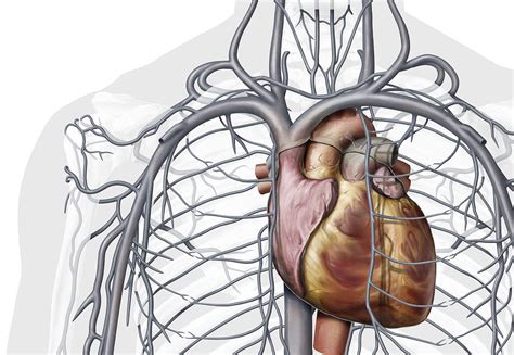 Veins Of The Chest Illustration Photograph By Qa International Fine