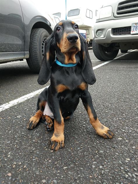 Large Marge Our Black And Tan Coonhound Puppy Reyebleach