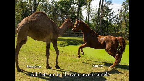 Where they came from and how to get rid of them. All Pets are in Heaven....even camels - Pet Sympathy Cards ...