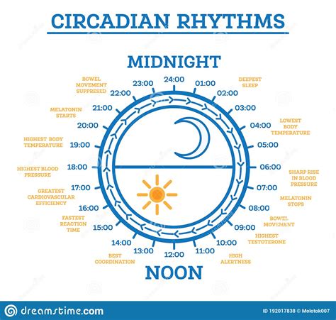 Circadian Rhythm Scheme Of Sleep Wake Cycle Infographic Elements