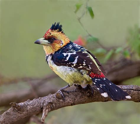 crested barbet photograph by basie van zyl