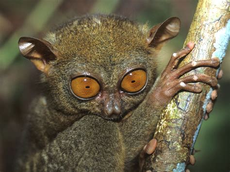 Tarsier Pictures And Wallpapers Fun Animals Wiki Videos Pictures