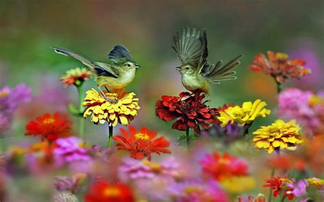 Spring Bird Desktop Wallpaper 81 Images