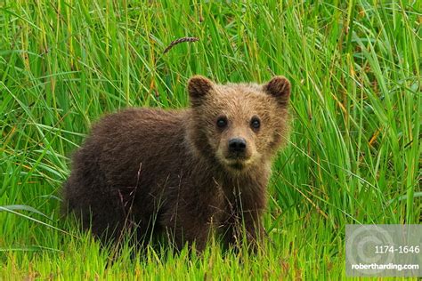 Brown Bear Cub Lake Clark Stock Photo