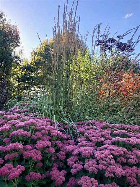 Calamagrostis, feather reed grass 'karl foerster'. Calamagrostis x acutiflora Overdam - Wychwood Tasmania