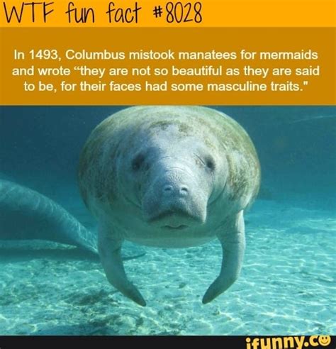 Wtf Fun Fact In 1493 Columbus Mistook Manatees For Mermaids And Wrote