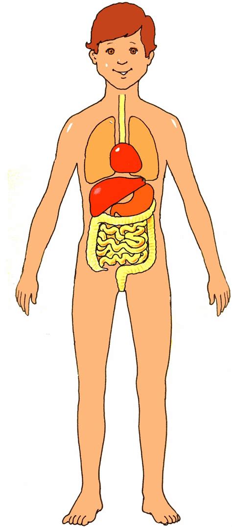 Parts of a computer with their. parts of the human body clipart 20 free Cliparts ...