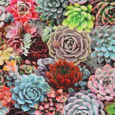 Tela De Cactus Plantas Suculentas De Colores By Elizabeths Studio