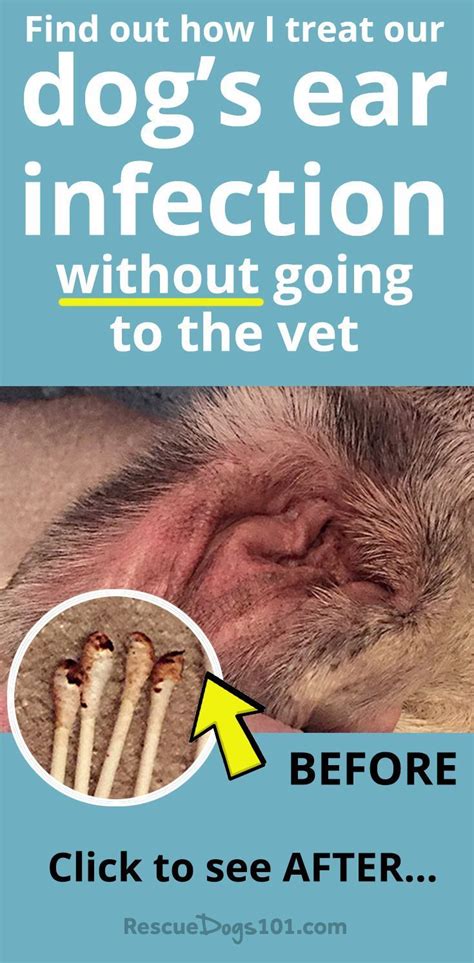 The Only Dog Ear Infection Remedy You Need Discover How To Treat Your