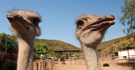 Oudtshoorn Guided Ostrich Farm Tour Getyourguide