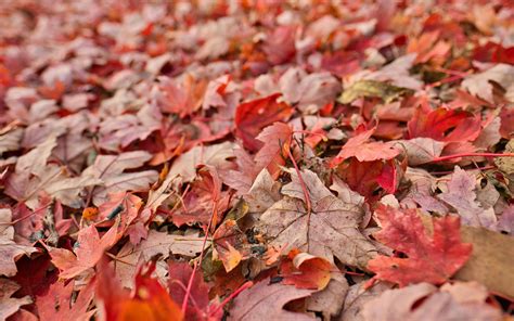 Download Wallpaper 3840x2400 Maple Leaves Dry Autumn Nature 4k