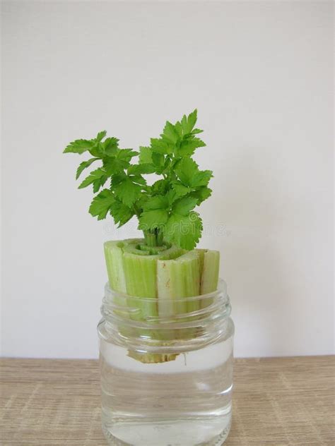 Regrowing Celery In A Glass Of Water Stock Image Image Of Prevention
