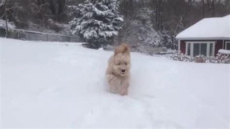 Puppies Play In The Snow Cnn