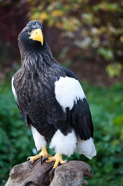 Everything You Wanted To Know About The Stellers Sea Eagle Owlcation