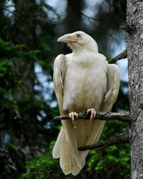 Photographer Captures Incredible Images Of Rare White Ravens