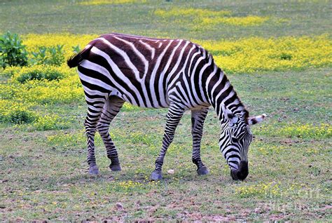 Grants Zebra Plumpton Park Zoo Photograph By Dwayne Lenker Fine Art
