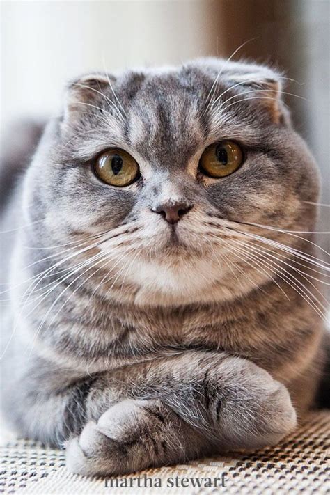 The Most Popular Cat Breeds In The United States Artofit