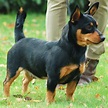 Lancashire Heeler (Ormskirk Heeler) - Dog Breed Information and Images