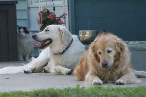 Goldens Hanging With The Cat Animals Friends Animals Labrador