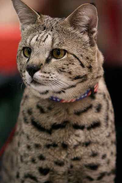 Top 10 Largest Cat Breeds In The World