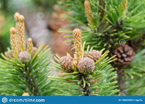 Pinus Mugo Pine Young Cones And Shoots On Tree Branches Stock Image