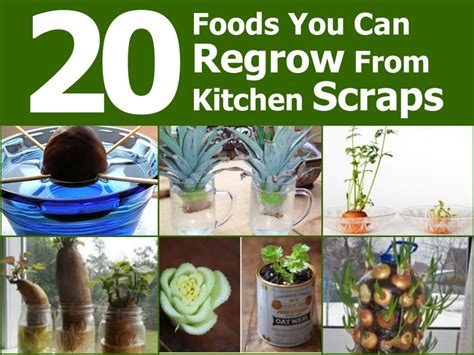 20 Foods You Can Regrow From Kitchen Scraps Diy Beauty And Ideas
