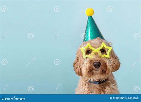 Cute Dog Wearing Party Hat And Glasses Stock Image Image Of Animal