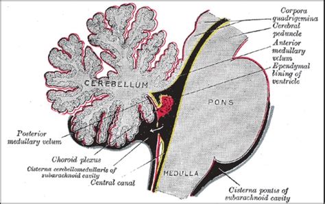 The Choroid Plexus Exploring An Unsung Part Of The Brain Boston