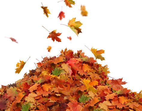 Pile Of Autumn Colored Leaves Isolated On White Background Stock Image