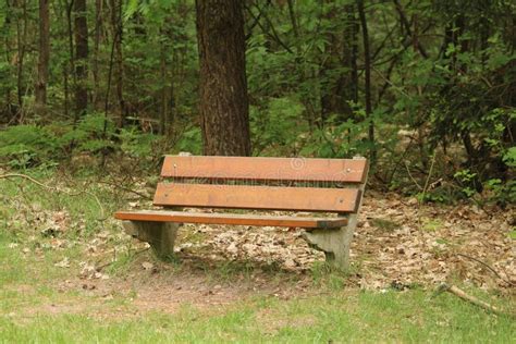 Park Bench In A Forest Stock Photo Image Of Spring 116880072