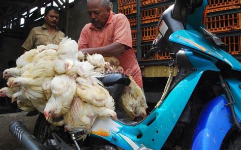 Beberapa potongan daging ayam mungkin tidak cara lainnya, kamu bisa memotong horizontal terlebih dulu, sebelum memotongnya menjadi potongan dadu. Bisnis Ternak Ayam Potong Kian Menggiurkan, Begini Hitung ...