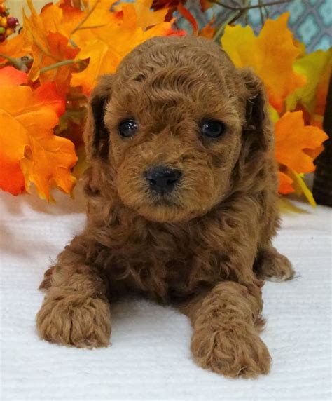 Hearthside Meadows Aussiedoodle Puppies For Sale Nursery 2