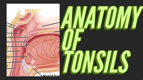 Throat Anatomy Tonsils Anatomical Charts And Posters