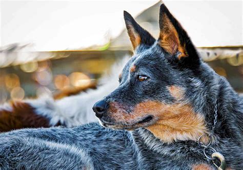 10 Cattle Dog Breeds That Can Round Up The Herd In A Flash Daily Paws